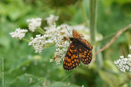 Closeup on the Heath Fritillary butterfly, Melitaea athalia, sitting on a grean leaf with spread wings