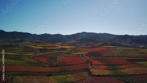 Vineyards in autumn. Reddish, yellow, orange or green leaves depending on the kind of the grape.