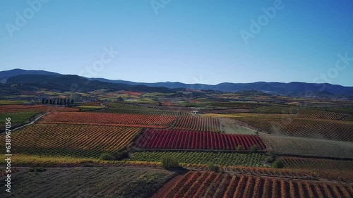 Vineyards in autumn. Reddish, yellow, orange or green leaves depending on the kind of the grape.