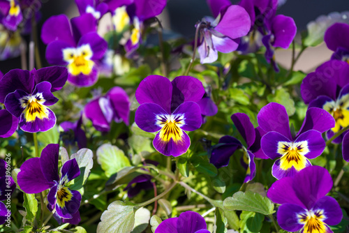 Violet tricolor flowers on a flowerbed on a sunny May day