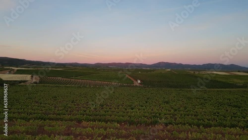 Harvesting during the night and dawn so that the grapes are kept fresh. Collecting grapes for wine.