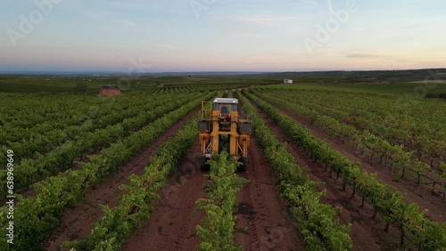 Harvesting during the night and dawn so that the grapes are kept fresh. Collecting grapes for wine.