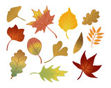 Set of flat hand drawn autumn leaves. Isolated vector colored outline elements on white background. Ginkgo, maple, ashberry, oaktree leaves. Ideal for stickers, tatoo, pattern, background, wrapping