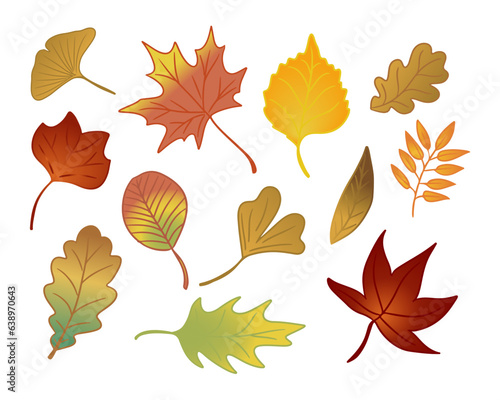 Set of flat hand drawn autumn leaves. Isolated vector colored outline elements on white background. Ginkgo, maple, ashberry, oaktree leaves. Ideal for stickers, tatoo, pattern, background, wrapping