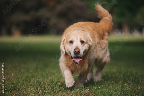 Golden retriever dog walks on the green grass in Kaliningrad in summer