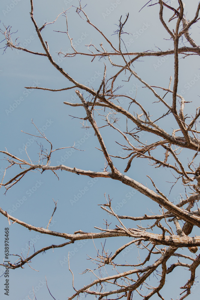 tree branches in the sky  background