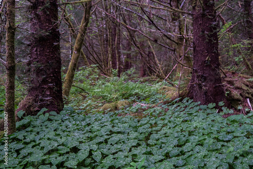 Lush woods rainforest jungle tree nature landscape scenery in Sitka Historical Park hiking trails with creeks, green bushes and vegetation in magic fairytale environment Baranof Island photo