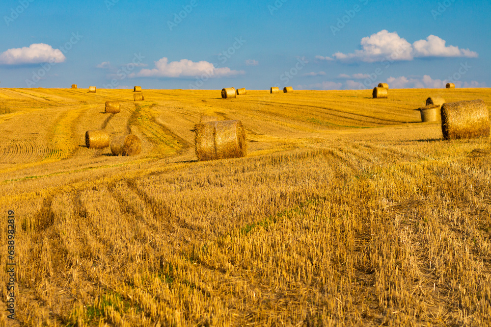 Farm field after harvest with large round bales of straw Farm field after harvest with large round bales of straw