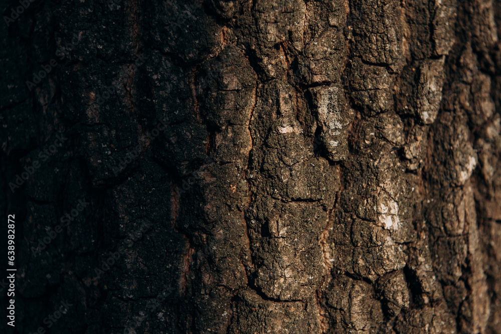 Tree bark texture in the morning Tree bark texture in the morning