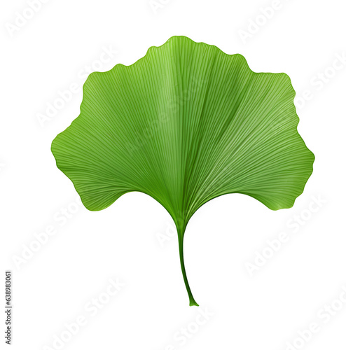 Beautiful green ginkgo biloba leaf on transparent background
