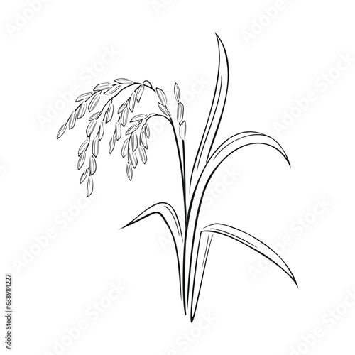 Spikelet of rice outline. Black and white silhouette of cereals. Vector  illustration of paddy rice ear.