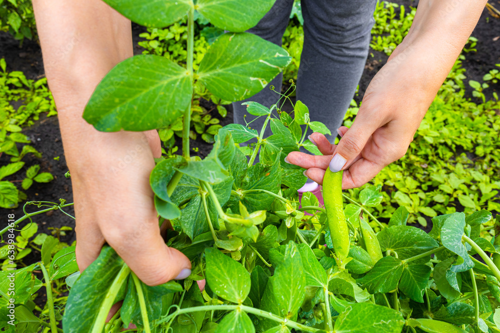 man picking fresh peas in the garden. green pea pod. man picking fresh peas in the garden. green pea pod.