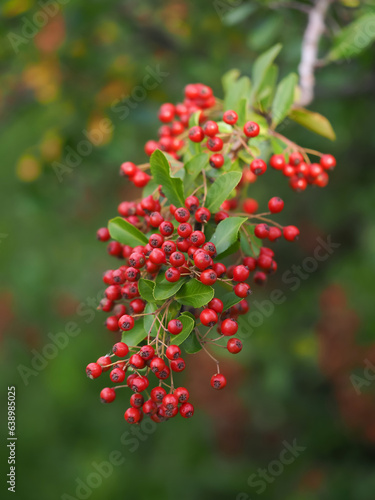 scarlet firefly,Pyracantha coccinea, a deciduous shrub of the Rosaceae family, a thorny evergreen with red fruits in a natural habitat on a blurred background