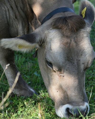 cow with bangs nibbling green grass