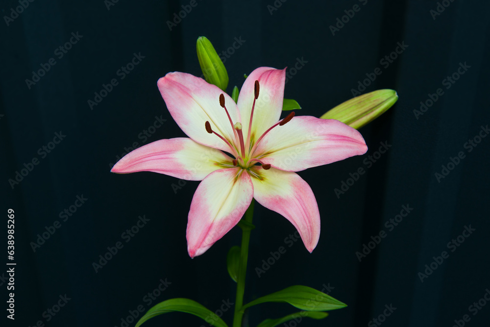 Naklejka premium Graceful lily flower isolated on a dark background.