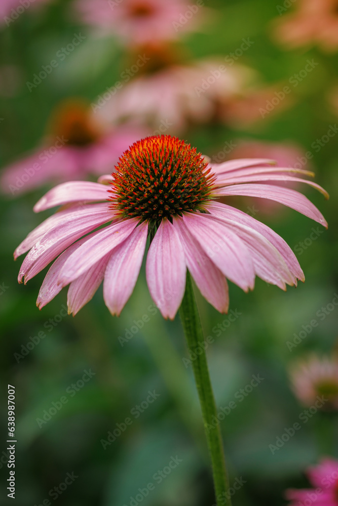blooming purple echinacea flower on a green background blooming purple echinacea flower on a green background