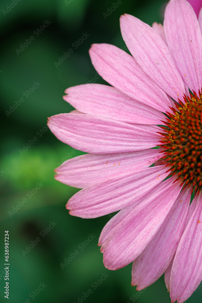 blooming purple echinacea flower on a green background blooming purple echinacea flower on a green background