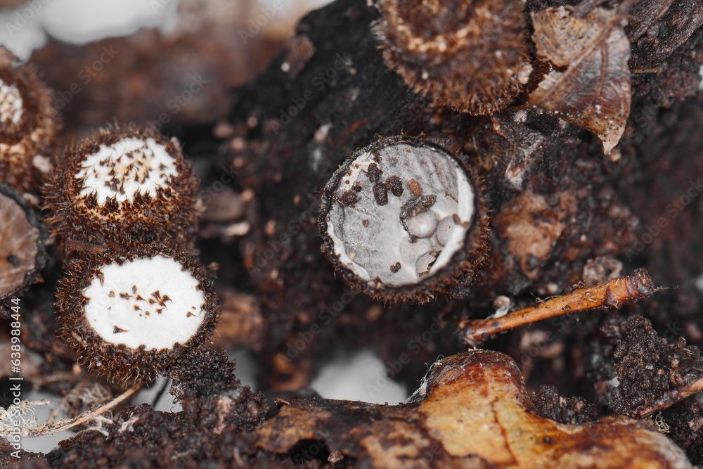 Fluted bird's nest fungus, Cyathus striatus, strange mushroom. Detail