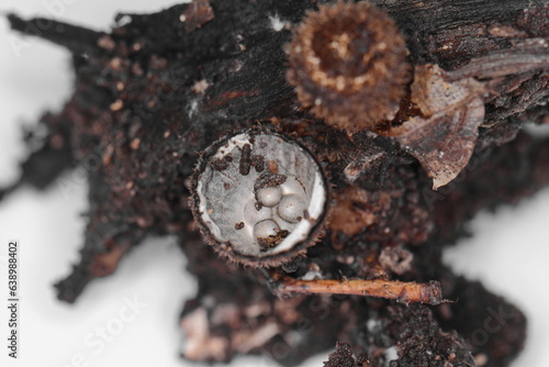 Fluted bird's nest fungus, Cyathus striatus, strange mushroom. Detail photo of the fluted bird's nest (Cyathus striatus) growing on the shredded tree bark  photo