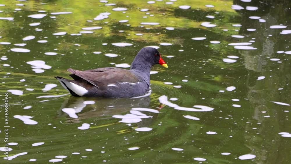 A common moorhen (Gallinula chloropus), also known as the waterhen or swamp chicken, Swimming in a pond A common moorhen (Gallinula chloropus), also known as the waterhen or swamp chicken, Swimming in a pond