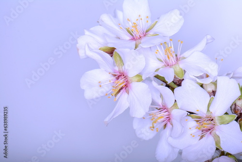 Fresh almond flowers soft background