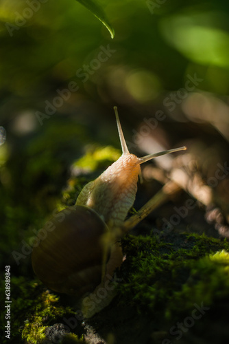 Large crawling garden snail with a striped shell. A large white mollusc with a brown striped shell. Summer day in the garden. Burgundy, Roman snail with blurred background. Helix promatia