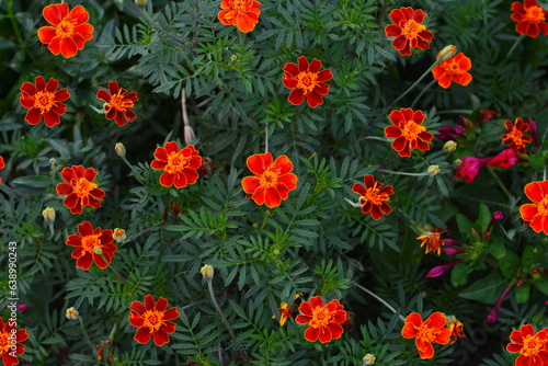 French marigold flowers growing in autumn garden. Red yellow color flowers Tagetes patula 