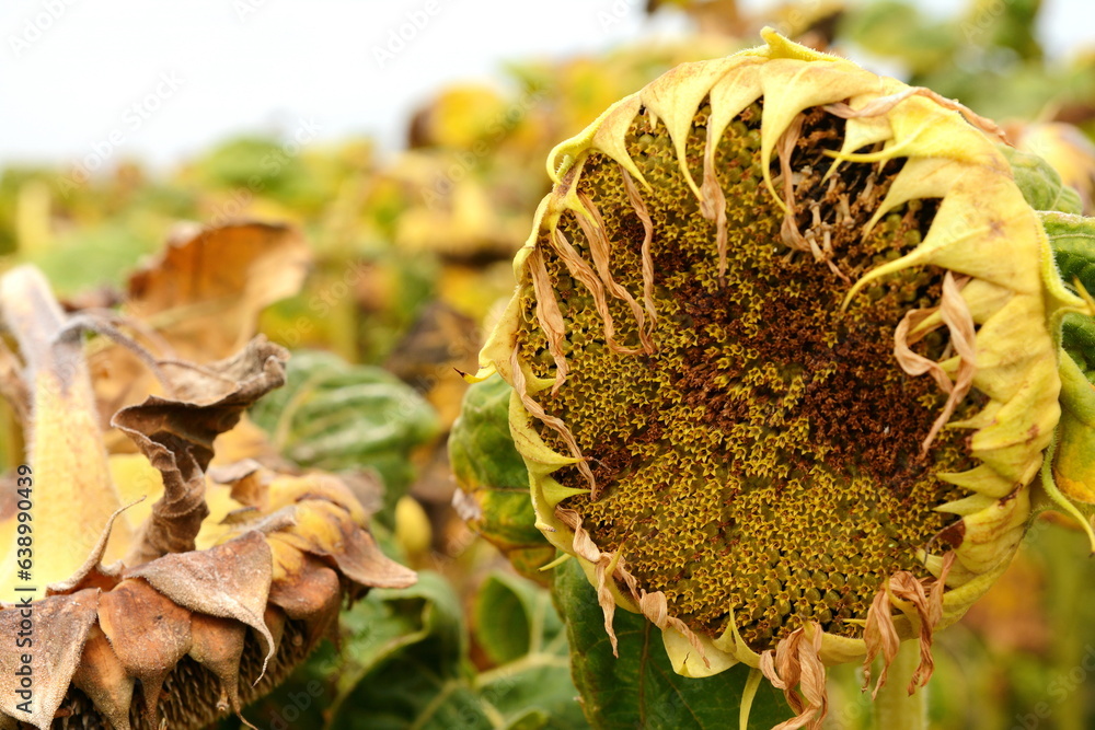 Sunflower harvest season. Dry ripe sunflower close up detail - obrazy, fototapety, plakaty 