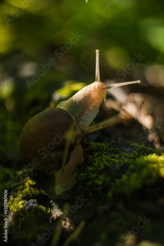 Large crawling garden snail with a striped shell. A large white mollusc with a brown striped shell. Summer day in the garden. Burgundy, Roman snail with blurred background. Helix promatia