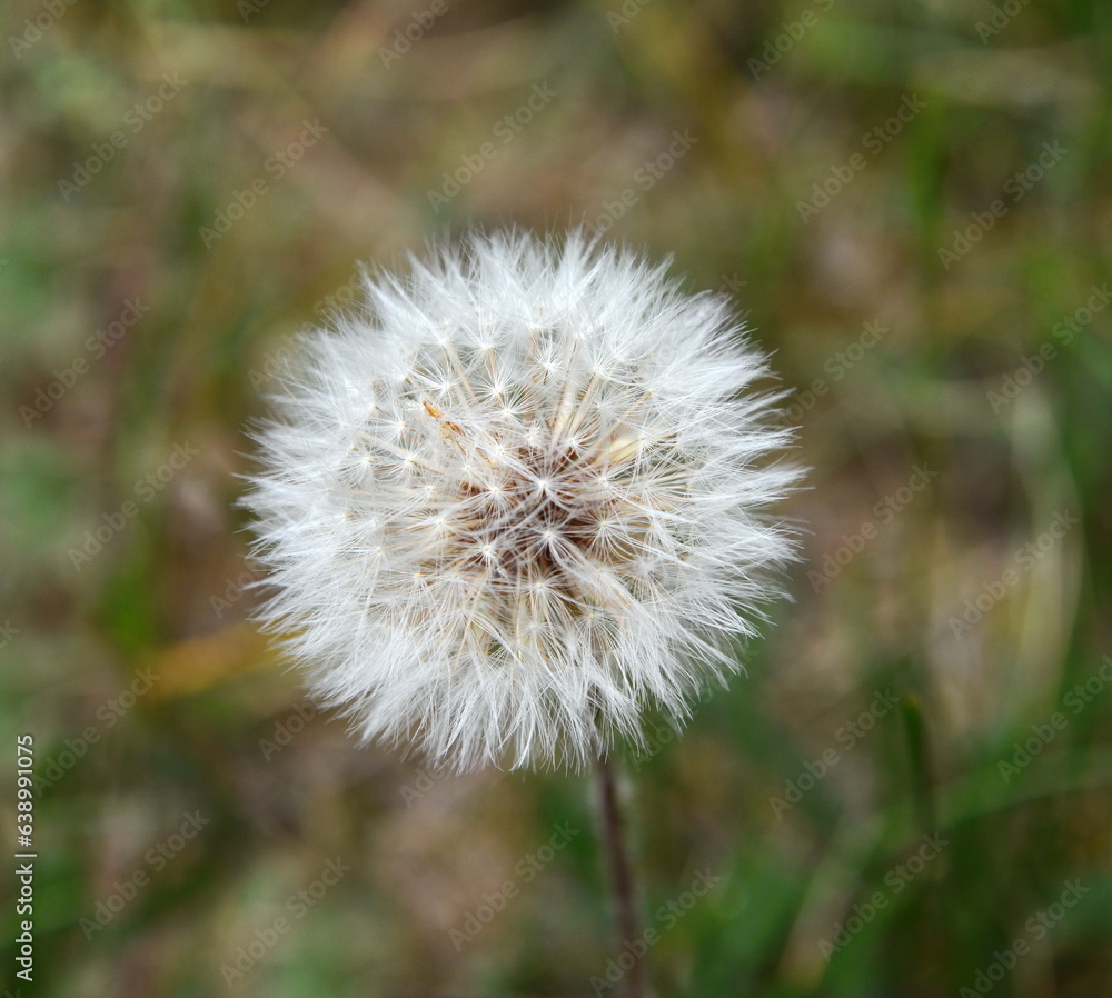 Closed Bud of a dandelion. Dandelion white flowers in green grass. High quality photo