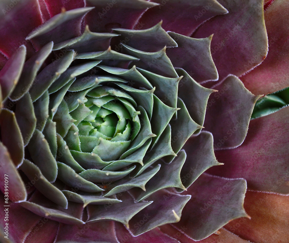 Obraz premium Background, nature. Natural background Cactus succulent plant
