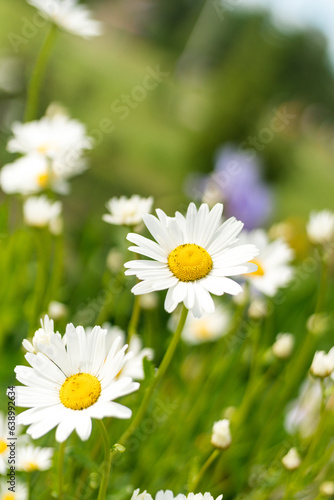 Green meadow with blooming white daisies