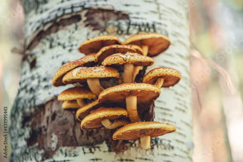 Hypholoma fasciculare grow on birch photo