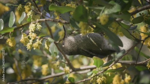 Hummingbird hanging from a branch sipping nectar from a yellow flower on a tree.