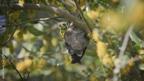 Hummingbird hanging upside down from brunch sipping nectar from a yellow flower.