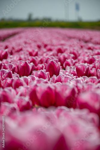 Pink Tulips in blossom, dutch tulips