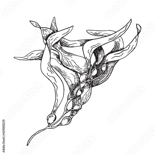 Vector sea plant ink hand drawn illustration isolated on white background. Ascophyllum, kelp, herb seaweed black white line. Design element for package, label, trade, wrapping, marine collection
