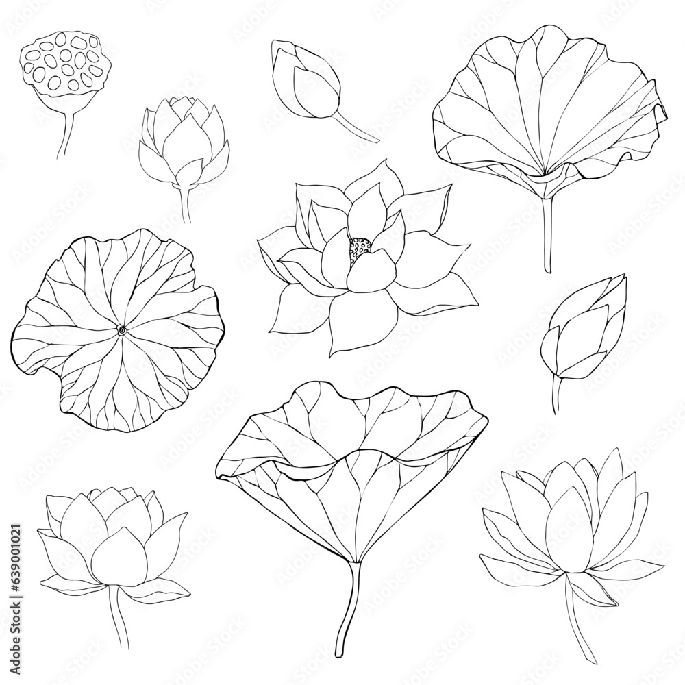 Set of vector hand drawn lotus flowers ans buds black line art ...