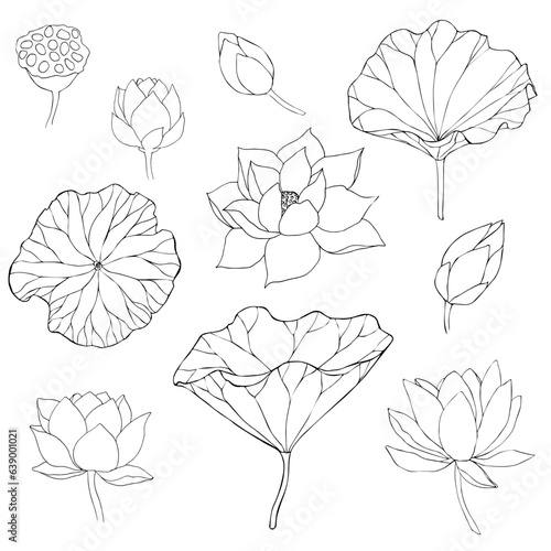 Set of vector hand drawn lotus flowers ans buds black line art illustration. Outline floral drawing for for logo, tattoo, packaging design, compositions. Water Lily botanical vector design.