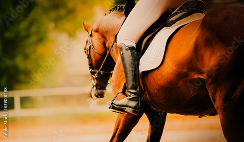 A bay horse with a rider in the saddle is galloping across an outdoor arena on a summer day. The equestrian sports and horsemanship and speed. Athleticism, freedom, and the beauty of nature.