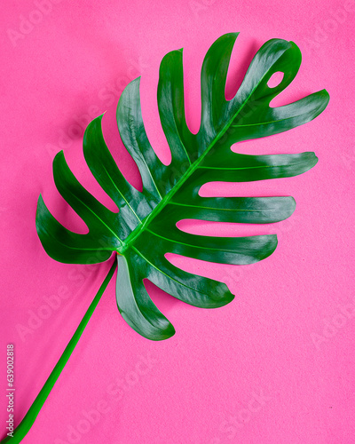 A generated photorealistic image of a green shiny manstera leaf on a pink background photo