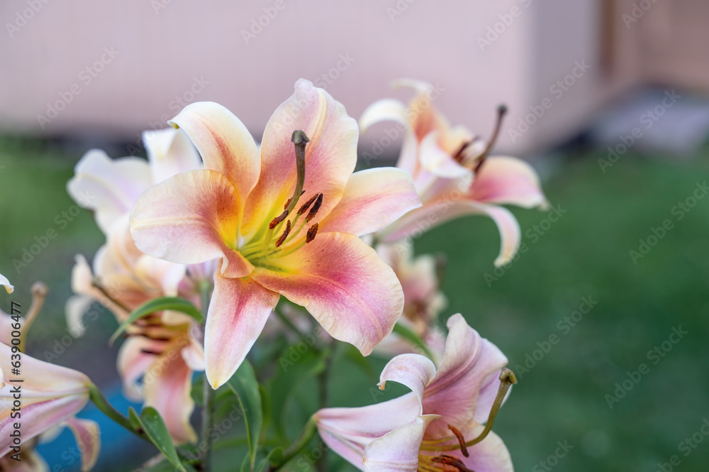 white-pink tubular lily with very large flowers. A bicolor lily in the garden. A blooming lily in summer. pollen on the flowers