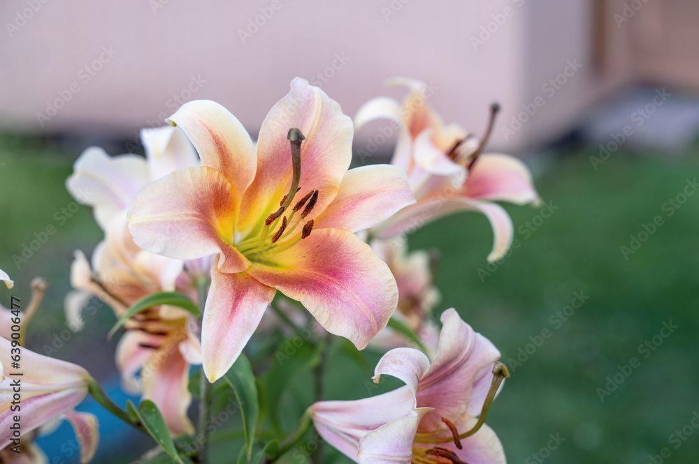 Fototapeta premium white-pink tubular lily with very large flowers. A bicolor lily in the garden. A blooming lily in summer. pollen on the flowers