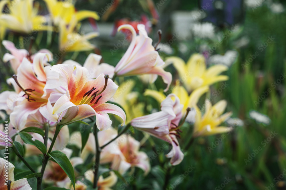 white-orange tubular lily with very large flowers. Two-colored lily in the garden. Blooming lily in summer. Pollen on flowers white-orange tubular lily with very large flowers. Two-colored lily in the garden. Blooming lily in summer. Pollen on flowers