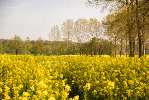 Yellow poppy field blossom wide angle trees
