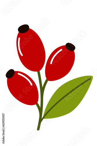 Rose hip berries with leaf vector illustration isolated on white background. Healthy fruits remedies. 
