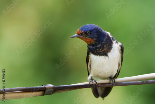 Barn swallow, Hirundo Rustica