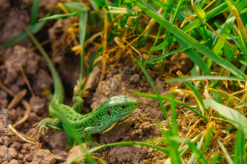 epic green lizard on the ground  © ILYAS