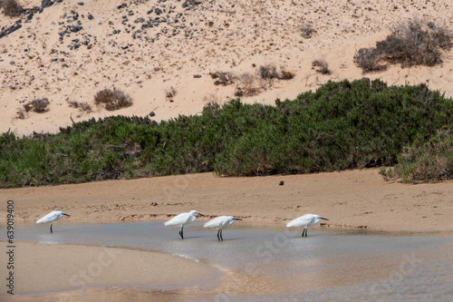 Little egrets, Egretta gazetta, hunting for fish as the lagoon filled from the incoming tide at Sotavento Beach, Fuerteventura photo