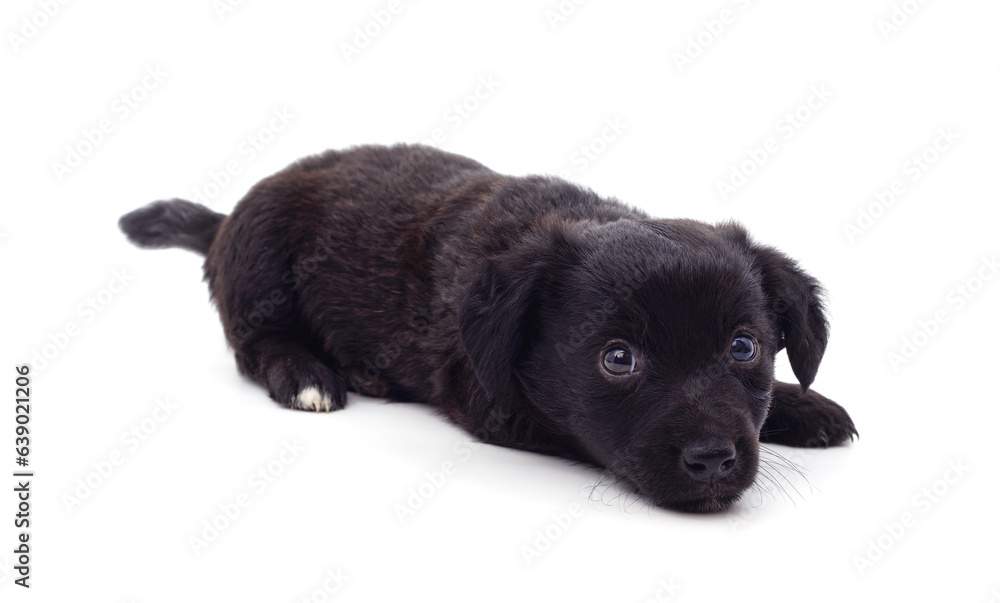 Black small dog.